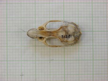 Media type: image;   Mammalogy 31381